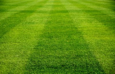 Close-up of Mowed Grass