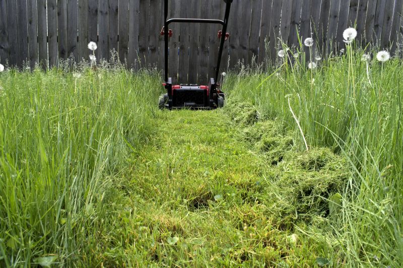 Lawn Before Mowing