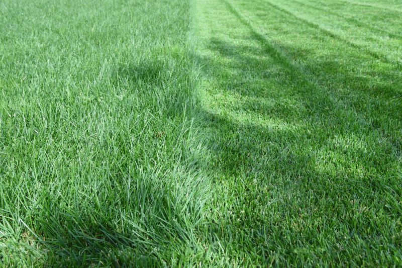 Lawn After Mowing