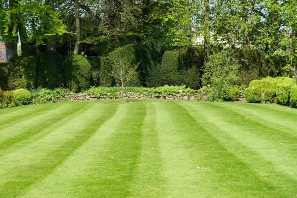Grass Care Service in Andover