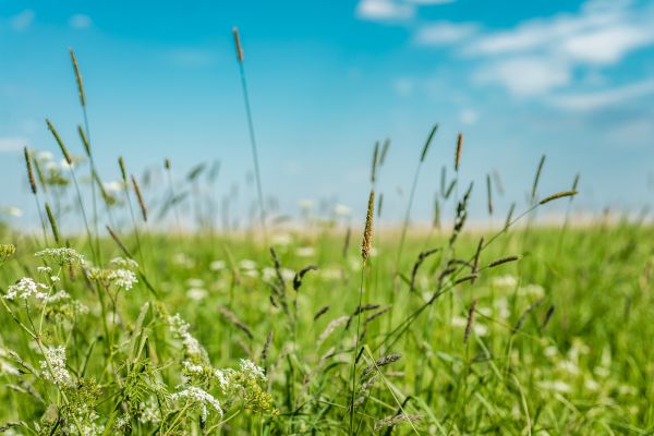 Cost of High Grass Trimming in Andover