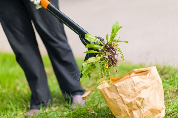 Weed Extermination